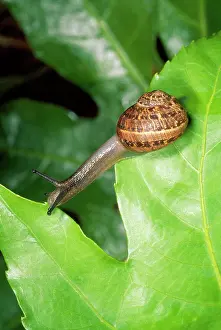 Helix: Garden Snail - crawling over leaves