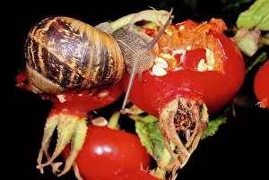 Helix: Garden SNAIL - feeding on Rosehip