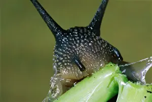 Aspersa: GARDEN SNAIL - HEAD