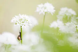 Helix: Garden snail (Helix aspersa aspersa) climbing on