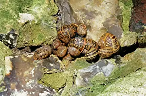Hibernating: Garden SNAIL - hibernating group