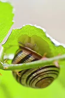 Helix: Garden Snail - hidden under a leaf