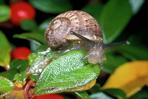 Aspersa: Garden Snail - juvenile