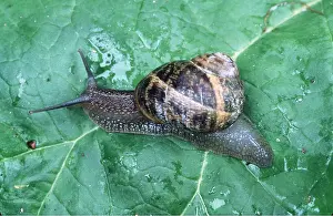 Snails: GARDEN SNAIL - ON LEAF