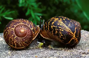 Discarded: Garden snail - mating, with discarded 'love dartsI nearby