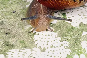 Helix: Garden SNAIL - Patterns made by radula