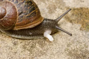Aspersa: Garden Snail - showing sex organ post copulation