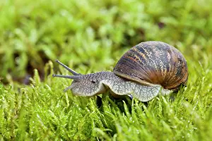 Helix: Garden Snail - single adult crawling across moss