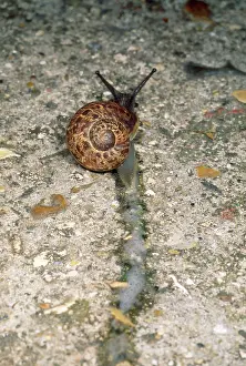 Aspersa: Garden Snail - Slime trail