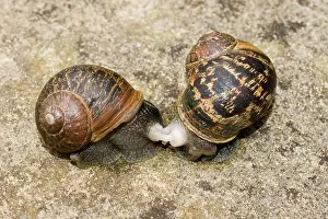 Aspersa: Garden Snails - copulation - beginning to part