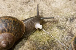 Aspersa: Garden Snails - copulation - parted showing penis