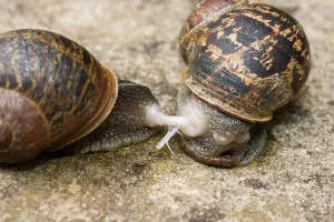 Aspersa: Garden Snails - copulation - parting showing remains