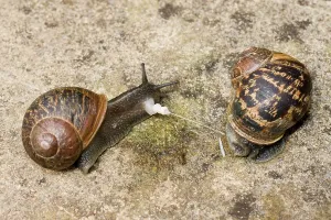 Aspersa: Garden Snails - copulation - parting showing remains