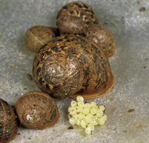 Helix: Garden snails and eggs