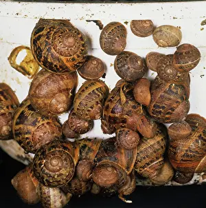 Helix: Garden snails hibernating