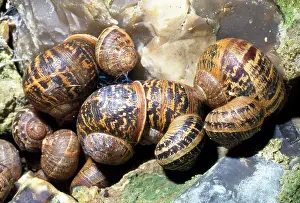 Hibernating: Garden Snails - hibernating group
