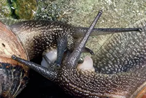 Aspersa: Garden Snails - mating pair