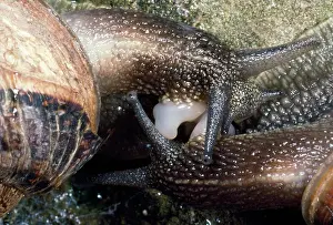 Helix: Garden Snails - mating pair