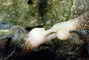 Helix: Garden Snails - pulling apart after sex