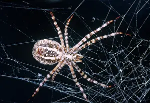 Ventral: Garden Spider