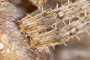 Abdomen: Garden Spider - Abdomen