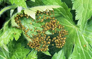 Aggregation: Garden SPIDER - aggregation of babies