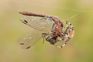 Diadematus: Garden Spider (Araneus diadematus) catching a V