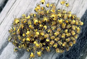 Aggregation: Garden Spider babies - aggregation