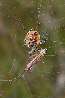 Spiderwebs: Garden Spider - with Crane Fly prey in web