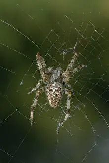Diadematus: Garden spider, or diadem spider, Araneus diadema