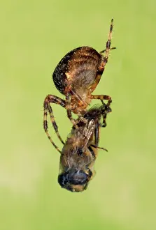 Wrapping: Garden Spider - eating a fly
