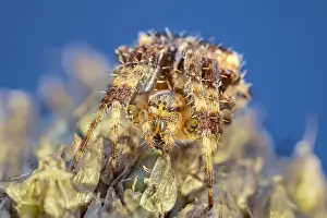 130619: Garden Spider - Norfolk UK