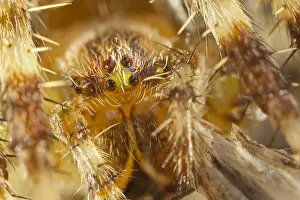 130619: Garden Spider - Norfolk UK