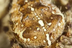 130619: Garden Spider - Norfolk UK