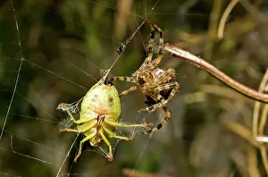 Wrapping: Garden Spider - and Prey