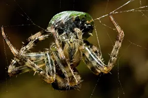 Wrapping: Garden Spider - and Prey