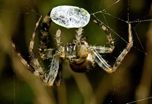 Wrapping: Garden Spider - And Prey