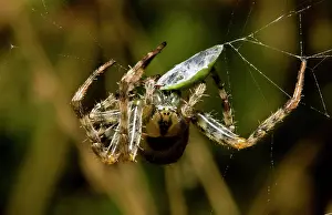 Wrapping: Garden Spider - And Prey