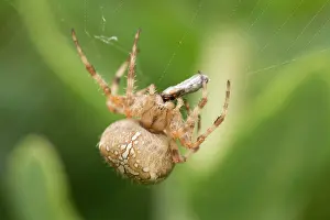 050221: Garden Spider with prey