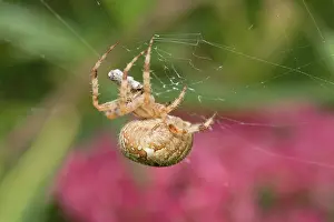 050221: Garden Spider with prey