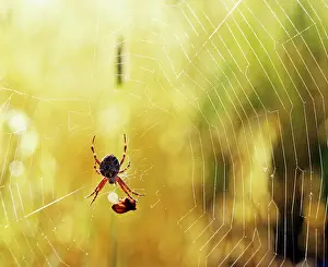 Wrapping: Garden Spider - With prey in web