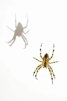 Arachnids: Garden Spider - with shadow on wall