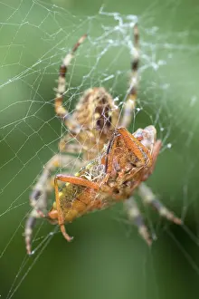 Shield: Garden Spider with shield bug prey