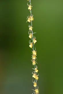 Spiderling: Garden Spider - Spiderlings - Climbing up silk strand