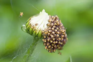 Spiderling: Garden Spider - spiderlings newly hatched on Shasta