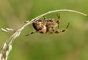 Diadematus: Garden Spider starting to make a web on some grass