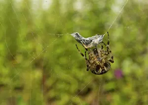 Tiara: The garden spider tiara up its prey before it and