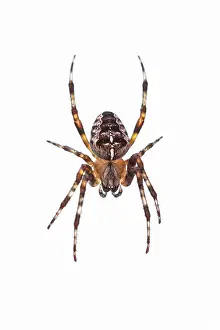 Diadematus: Garden Spider - on web