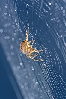 050221: Garden Spider in web
