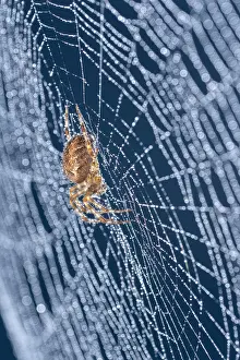 050221: Garden Spider in web